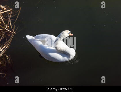 London, Großbritannien. 17 Jan, 2018. Schönen sonnigen Morgen im Norden von London. die Schwan in Woodberry Feuchtgebiete, Stoke Newington, London, UK. Quelle: Carol Moir/Alamy Leben Nachrichten. Stockfoto