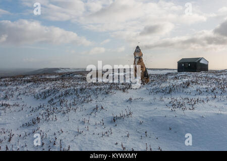 UK Wetter: Ilkley, West Yorkshire, UK. 17. Januar 2018. Hund genießen jagen Schneebälle auf Ilkley Moor im Schnee. Rebecca Cole/Alamy leben Nachrichten Stockfoto