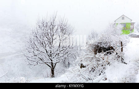 Dorf von Tosh in Himachal Pradesh, Indien völlig bedeckt im Schnee nach einem massiven Schneefall im Februar kalte Winter. single blattlosen apple tree Stockfoto