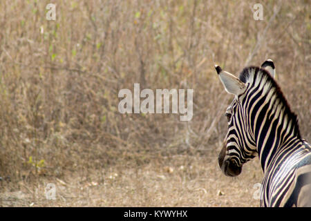 Ein Zebra in Foundiougne, Senegal Stockfoto