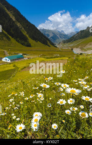 Tal der Blumen in Kaschmir Great Lakes Trek in Sonamarg Stadt, Indien. Strahlend blauer Himmel und weiße Wolken am schönen Wanderung. Ruhig und friedlich. Stockfoto