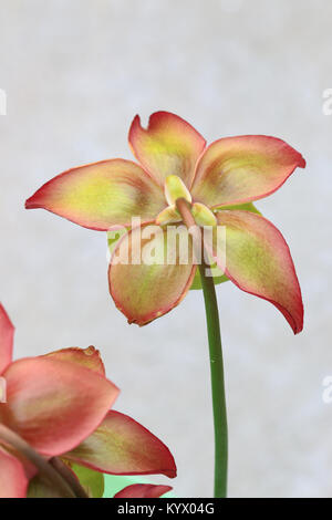 Nahaufnahme von Canivorous gelbe Kannenpflanzen Blumen Stockfoto