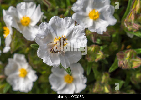 Bumble Bee Pollen sammeln auf kleinen weißen Blüten mit leuchtend gelben Zentrum unter helle grüne Blütenblätter. Stockfoto