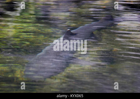 Weißspitzen Riffhai, Punta Moreno, Isabela, Galapagos, Ecuador Stockfoto