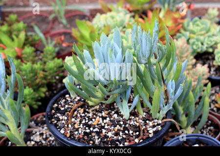 Blue Chalk Sticks saftig oder bekannt als Senecio Mandraliscae, blaue Finger Sukkulenten Stockfoto