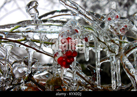 Beeren eingehüllt im Eis im Winter mit Eiszapfen im Hintergrund Stockfoto