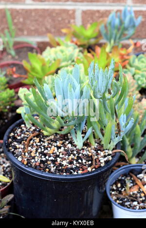 Blue Chalk Sticks saftig oder bekannt als Senecio Mandraliscae, blaue Finger Sukkulenten Stockfoto