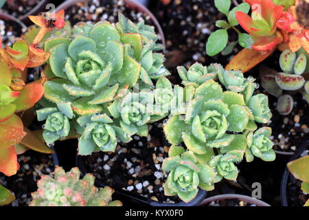 Aeonium haworthii Pinwheel Aeonium fallenden Wassertropfen nach regen Stockfoto
