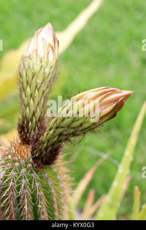 Nahaufnahme von Echinopsis spachiana Cactus mit Blumen Stockfoto