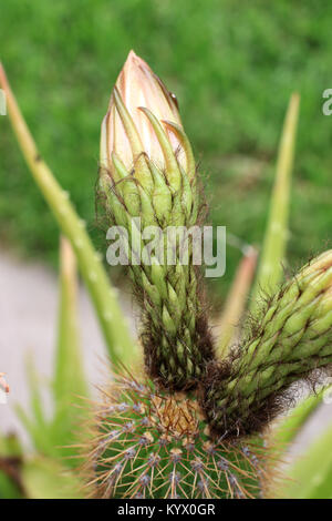 Nahaufnahme von Echinopsis spachiana Cactus mit Blumen Stockfoto