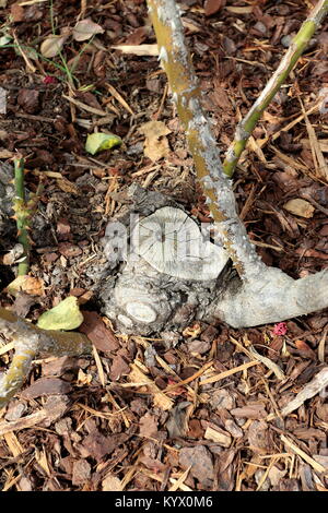 Geschnitten Rose Zweige an der Basis der Rose Anlage Stockfoto