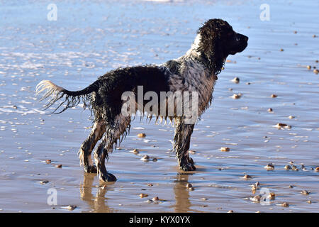 Ein Springer Spaniel hund am Strand total nass nach dem Schwimmen im Meer. Hund auf eine Kugel wartet oder Stick geworfen zu werden. Mans bester Freund. Eigentümer zu Fuß Stockfoto