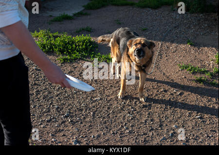 Hund an der Kette. Der Hund im Haus schützt. Futter der böse Hund Stockfoto