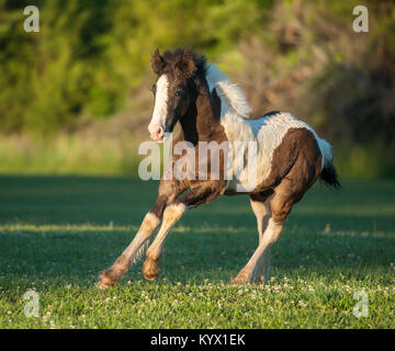 Gypsy Vanner Horse Fohlen galoppiert auf grünen Rasen Stockfoto