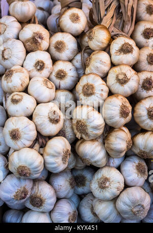 Viel Knoblauch, Knoblauchzehen auf einem Plat hängen an der Wand Stockfoto