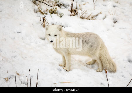 Männliche Arctic fox mit Winter Fell, stehend auf dem Schnee. Stockfoto