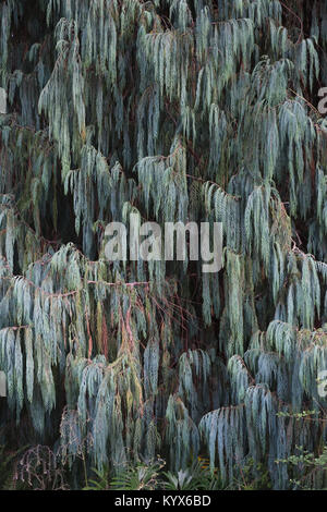 Bhutan Zypresse oder KaschmirZypresse, Cupressus Cashmeriana