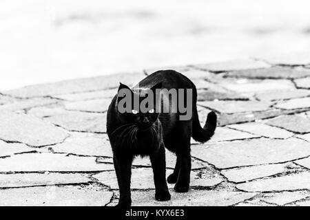 Eine schwarze Katze auf einem Pier am Trasimenischen See (Umbrien) Stockfoto