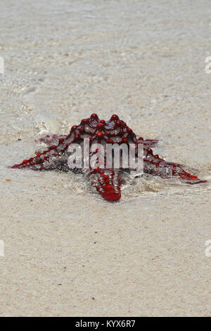 Rot-genoppten Seestern, (Protoreaster Linckii), Sansibar, Tansania. Stockfoto