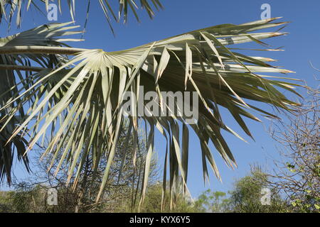 Palm, lang Gestielten, spiralförmig angeordneten palmate Blätter Blatt Blätter, die fast runde in umrissen sind, regelmäßig über die Hälfte der Länge aufgeteilt. Stockfoto