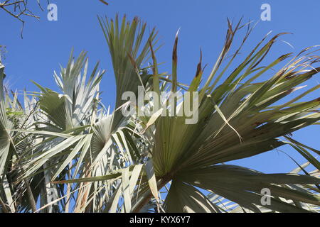 Palm, lang Gestielten, spiralförmig angeordneten palmate Blätter Blatt Blätter, die fast runde in umrissen sind, regelmäßig über die Hälfte der Länge aufgeteilt. Stockfoto