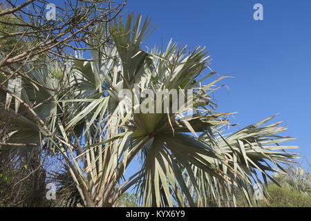 Palm, lang Gestielten, spiralförmig angeordneten palmate Blätter Blatt Blätter, die fast runde in umrissen sind, regelmäßig über die Hälfte der Länge aufgeteilt. Stockfoto