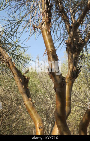 Euphorbia plagiantha ist von Pflanzen in der Familie Euphorbiaceae, endemisch auf Madagaskar. Ihr natürlicher Lebensraum ist subtropische oder tropische trockene Wälder. Stockfoto