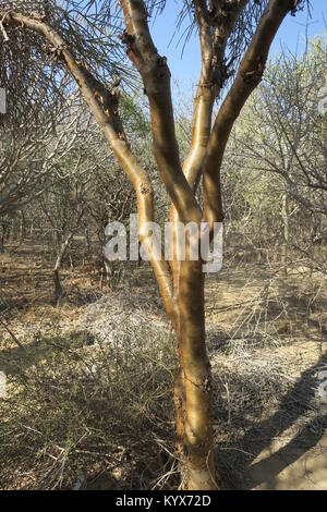 Euphorbia plagiantha ist von Pflanzen in der Familie Euphorbiaceae, endemisch auf Madagaskar. Ihr natürlicher Lebensraum ist subtropische oder tropische trockene Wälder. Stockfoto