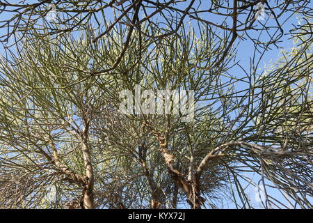 Euphorbia plagiantha ist von Pflanzen in der Familie Euphorbiaceae, endemisch auf Madagaskar. Ihr natürlicher Lebensraum ist subtropische oder tropische trockene Wälder. Stockfoto