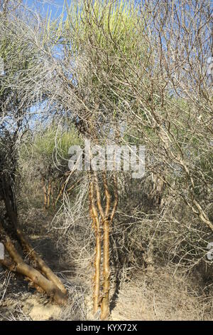 Euphorbia plagiantha ist von Pflanzen in der Familie Euphorbiaceae, endemisch auf Madagaskar. Ihr natürlicher Lebensraum ist subtropische oder tropische trockene Wälder. Stockfoto