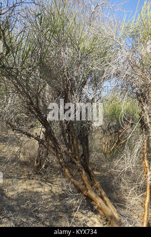 Euphorbia plagiantha ist von Pflanzen in der Familie Euphorbiaceae, endemisch auf Madagaskar. Ihr natürlicher Lebensraum ist subtropische oder tropische trockene Wälder. Stockfoto