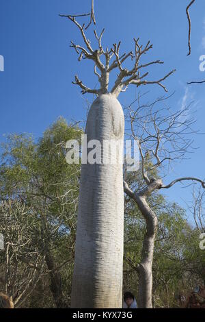 Pachypodium geayi ist ein außergewöhnlich dekorative Flasche-förmige Baum, 4-7 m hohen mit Stängel und Zweige metallic grau Dick und saftig, Madagaskar Stockfoto