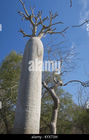 Pachypodium geayi ist ein außergewöhnlich dekorative Flasche-förmige Baum, 4-7 m hohen mit Stängel und Zweige metallic grau Dick und saftig, Madagaskar Stockfoto