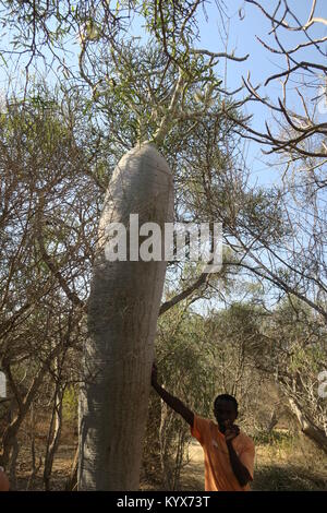 Pachypodium geayi ist ein außergewöhnlich dekorative Flasche-förmige Baum, 4-7 m hohen mit Stängel und Zweige metallic grau Dick und saftig, Madagaskar Stockfoto