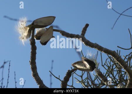 Pachypodium geayi ist ein außergewöhnlich dekorative Flasche-förmige Baum, Zweige metallic grau Dick und saftig, Nahaufnahme der Samen, Madagaskar Stockfoto