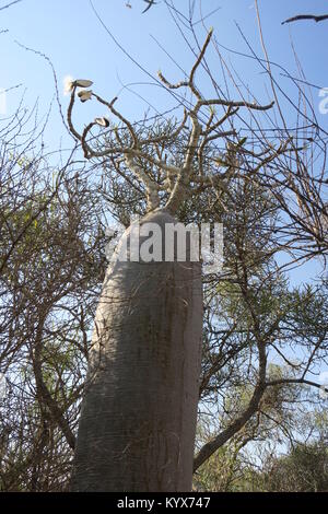 Pachypodium geayi ist ein außergewöhnlich dekorative Flasche-förmige Baum, 4-7 m hohen mit Stängel und Zweige metallic grau Dick und saftig, Madagaskar Stockfoto