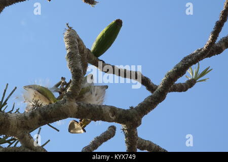 Pachypodium geayi ist ein außergewöhnlich dekorative Flasche-förmige Baum, Zweige metallic grau Dick und saftig, Nahaufnahme der Samen, Madagaskar Stockfoto