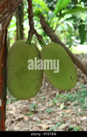 Jackfruit (artocarpus Heterophyllus), Sansibar, Tansania Stockfoto