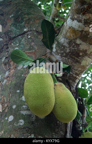 Jackfruit (artocarpus Heterophyllus), Sansibar, Tansania Stockfoto