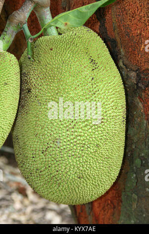 Jackfruit (artocarpus Heterophyllus), Sansibar, Tansania Stockfoto