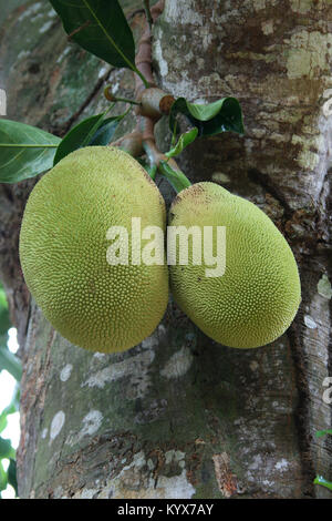 Jackfruit (artocarpus Heterophyllus), Sansibar, Tansania Stockfoto