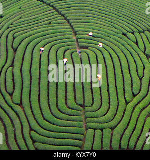 Wuyishan Tee Plantage in der Provinz Fujian Stockfoto