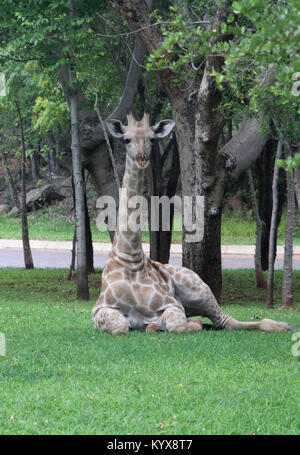 Giraffe Verlegung auf Rasen im Park (Giraffa Plancius), in der Nähe von Victoria Falls, Simbabwe. Stockfoto