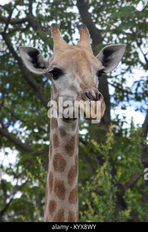 Giraffe Kopf und Hals, (Giraffa Plancius), in der Nähe von Victoria Falls, Simbabwe. Stockfoto