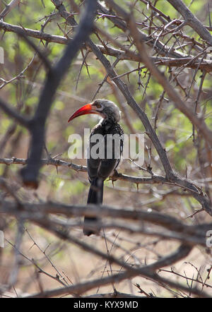 Rot-billed Hornbill, Victoria Falls Private Game Reserve, Simbabwe. Stockfoto