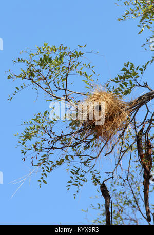 Nest auf AST Baum in der Nähe von Victoria Falls, Simbabwe. Stockfoto
