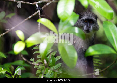 Grauer Affe, Jozani Forest National Park, Insel Sansibar, Tansania Stockfoto