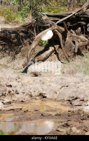 Umstürzenden Baum mit Laubfrosch Schaum Nest, Victoria Falls Private Game Reserve, Simbabwe. Stockfoto