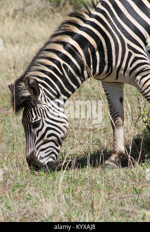 Chapman Zebra (Equus Quagga Chapmani) in Victoria Falls Private Game Reserve, Simbabwe. Stockfoto