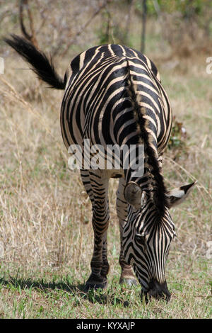 Chapman Zebra (Equus Quagga Chapmani) in Victoria Falls Private Game Reserve, Simbabwe. Stockfoto